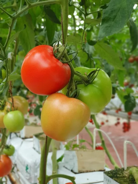 Agricultura Vertical Una Agricultura Sostenible Para Los Futuros Alimentos — Foto de Stock