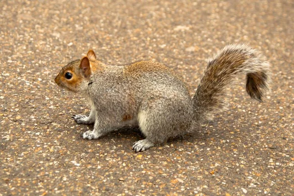 Curious Grey Squirrel Standing Ground Park — Stock Photo, Image