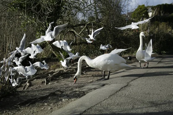 Een Prachtig Shot Van Een Witte Zwaan Vliegende Vogels Een — Stockfoto
