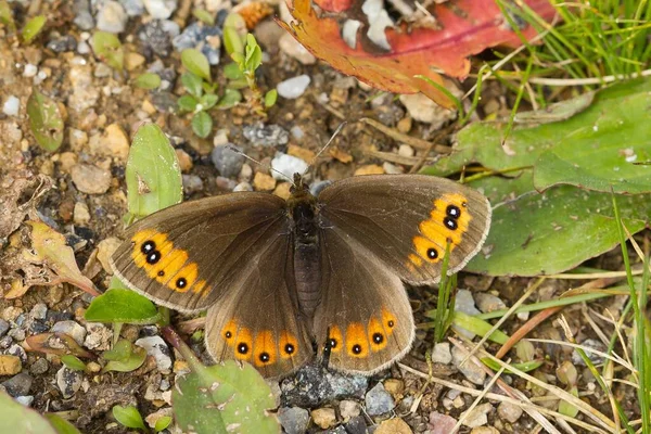 Close Uma Borboleta Marrom Com Manchas Amarelas Empoleiradas Chão — Fotografia de Stock