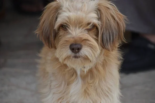 Selektiv Fokusbild Ljusbrun Fluffig Hund Ansikte — Stockfoto