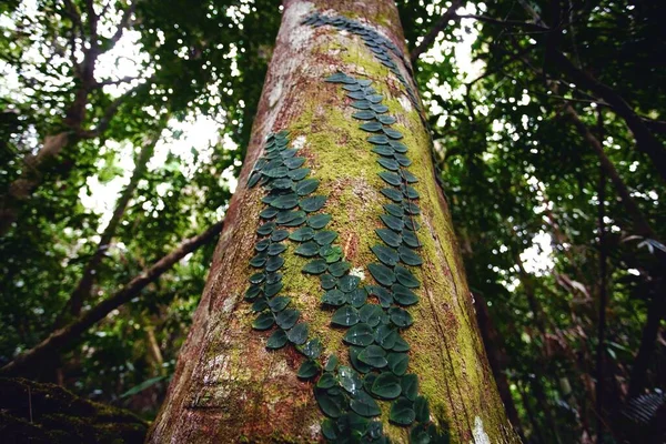 우림의 주변에 덩굴식물의 — 스톡 사진
