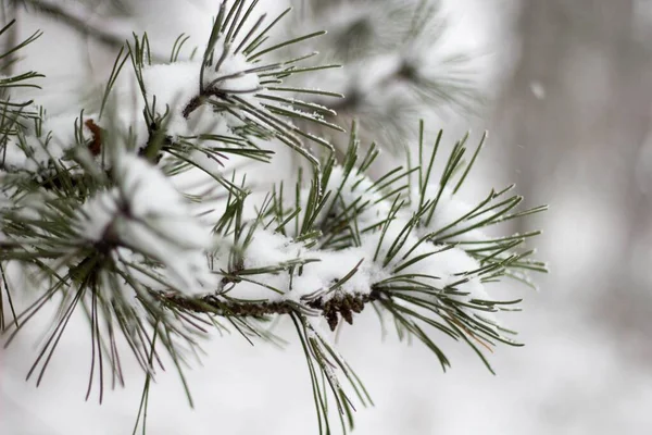 Primer Plano Una Rama Abeto Verde Cubierta Nieve —  Fotos de Stock