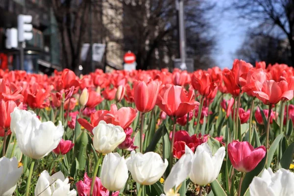 Ein Feld Der Blühenden Schönen Tulpen Frühling — Stockfoto