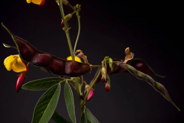 Soft colours of flowering pigeon pea plant closeup with yellow and reddish petals. Low key studio still life of greenery herb against a dark backdrop