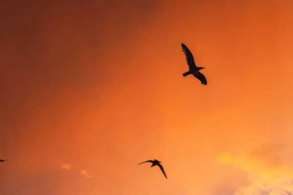 Eine Flache Aufnahme Der Silhouetten Von Vögeln Die Während Eines — Stockfoto