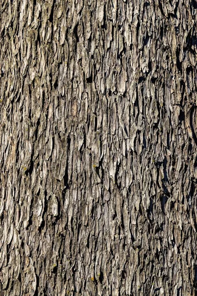 배경에 나무줄기의 클로즈업 — 스톡 사진