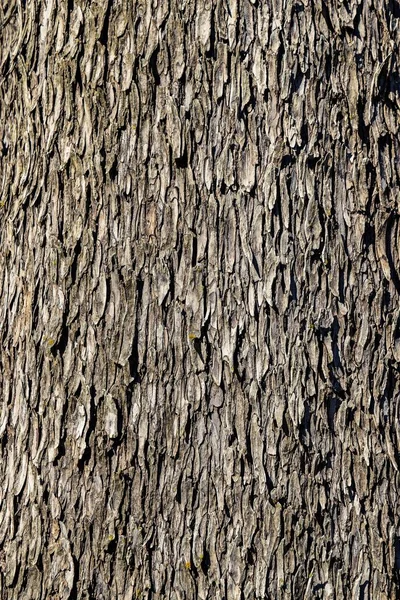 Närbild Bild Trädstam Perfekt För Bakgrund — Stockfoto