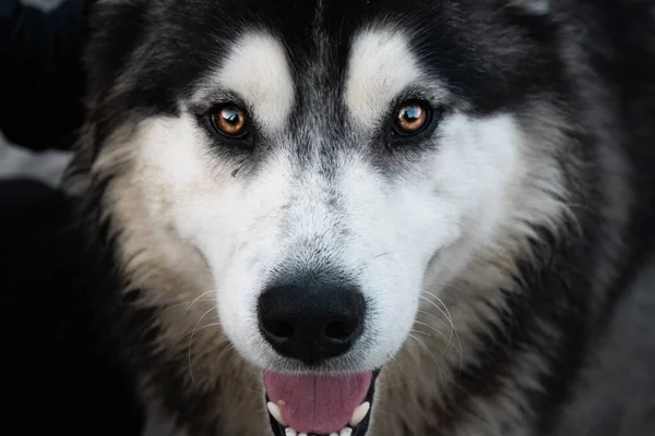 Ett Makro Skott Kanadensisk Eskimåhund Ansikte Ser Rakt Perfekt För — Stockfoto