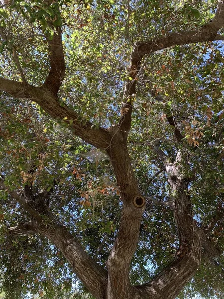 Güneşli Bir Günde Çekilen Yapraklarla Kaplı Ağaç Dallarının Dikey Alçak — Stok fotoğraf