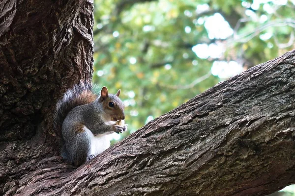 灰色のリスは木の枝に座ってナッツを食べて — ストック写真
