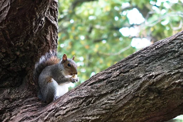 Grey Squirrel Sitting Tree Branch Eating Nut — Stock Photo, Image