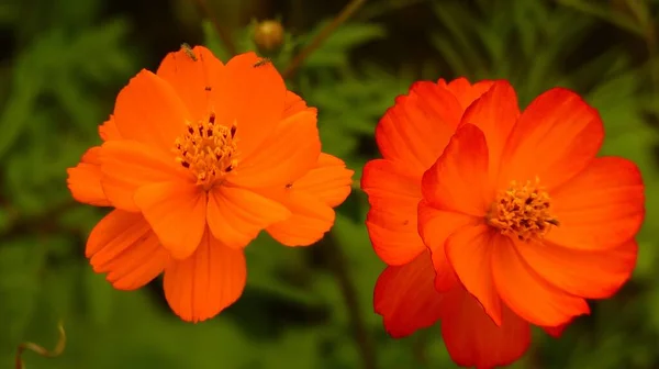 庭で美しいコスモスの花のクローズアップショット — ストック写真