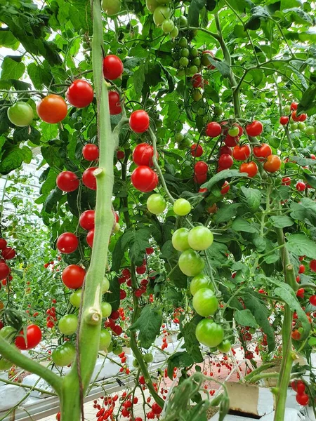 Agricultura Vertical Una Agricultura Sostenible Para Los Futuros Alimentos — Foto de Stock