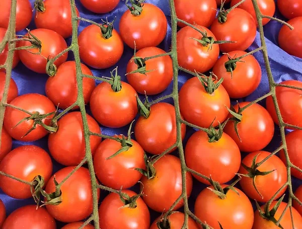 Primer Plano Tomates Cherry Recién Cosechados — Foto de Stock