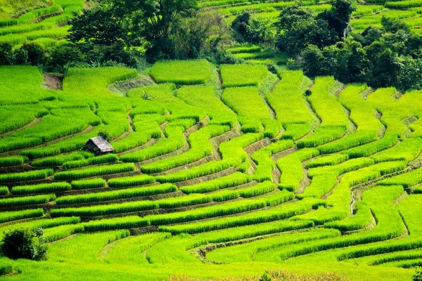 Campi Cascata Agricoli Perfetti Tuo Background — Foto Stock