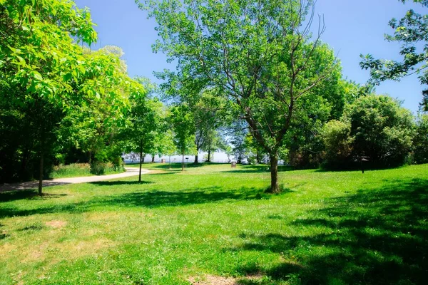 Bosque Lleno Hojas Verdes Bajo Cielo Azul Soleado Verano Toronto — Foto de Stock