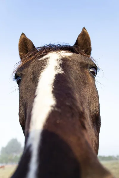 Closeup Horse Long White Stripe Its Head Running Its Nose — Stock Photo, Image