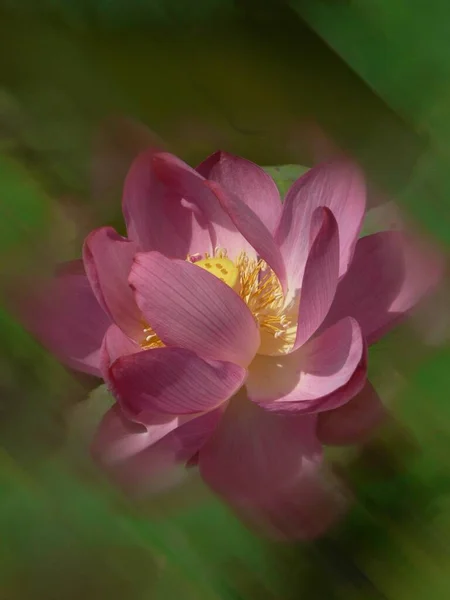 Close Belas Flores Lótus Rosa Uma Lagoa Campo Tranquilo — Fotografia de Stock