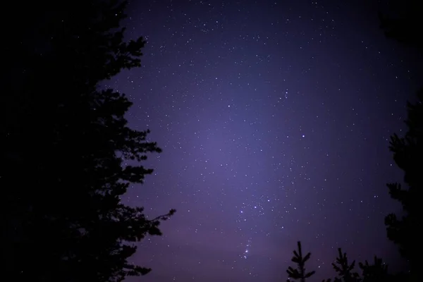 나무들로 뒤덮인 밤하늘 — 스톡 사진
