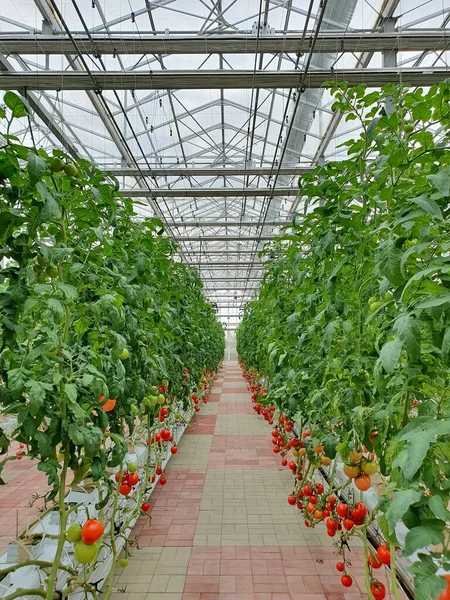 Vertikale Landwirtschaft Ist Nachhaltige Landwirtschaft Für Die Ernährung Der Zukunft — Stockfoto