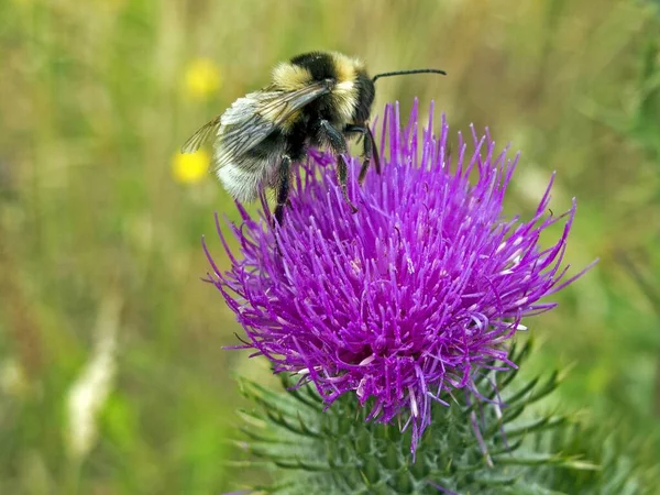 Detailní Záběr Včely Čmeláčí Sedící Květu Lopuchu — Stock fotografie