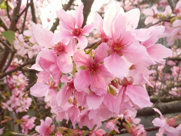 Красивые Розовые Цветы Вишни — стоковое фото
