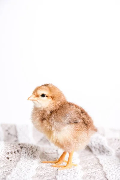 Närbild Bild Brun Brud Trasa Med Vit Bakgrund — Stockfoto