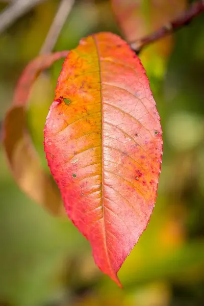 Селективный Снимок Листьев Деревьев Переходящих Зеленого Красный Осенний День — стоковое фото