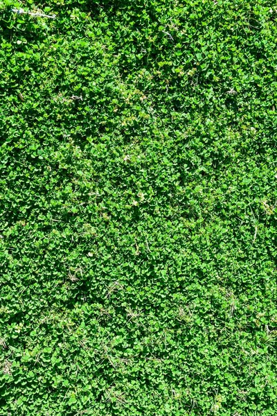 Die Grünen Pflanzen Auf Dem Feld Einem Sonnigen Tag — Stockfoto