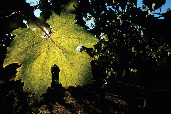 Close Uma Folha Uva Iluminada Pelo Sol Uma Vinha Piemonte — Fotografia de Stock