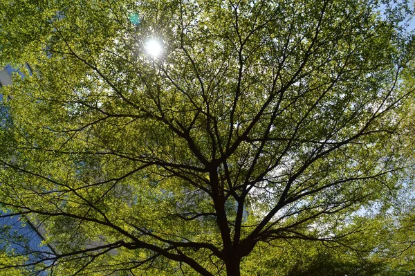 Зеленое Дерево Фоне Голубого Неба Солнечный День — стоковое фото