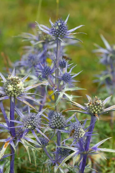 Mavi Eryngium Çiçeklerinin Dikey Görüntüsü Bulanık Bir Arkaplanda — Stok fotoğraf