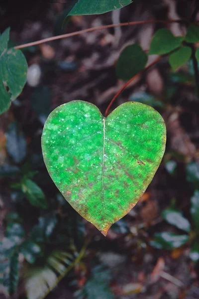 Vertical Shot Heart Shaped Leaf Perfect Background — Stock Photo, Image