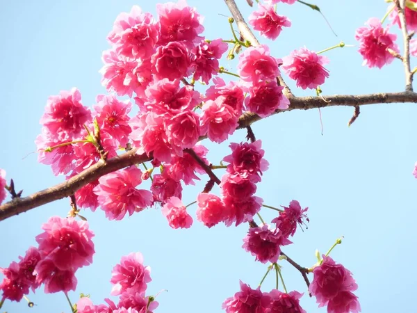 Primer Plano Hermosas Flores Cerezo Rosa Bajo Cielo Azul — Foto de Stock