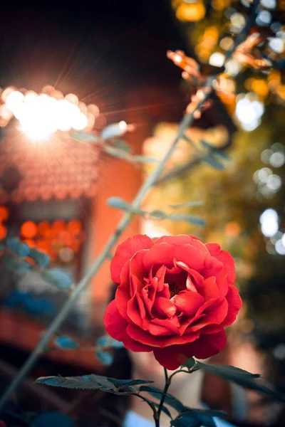 Selective Focus Shot Garden Rose — Stock Photo, Image