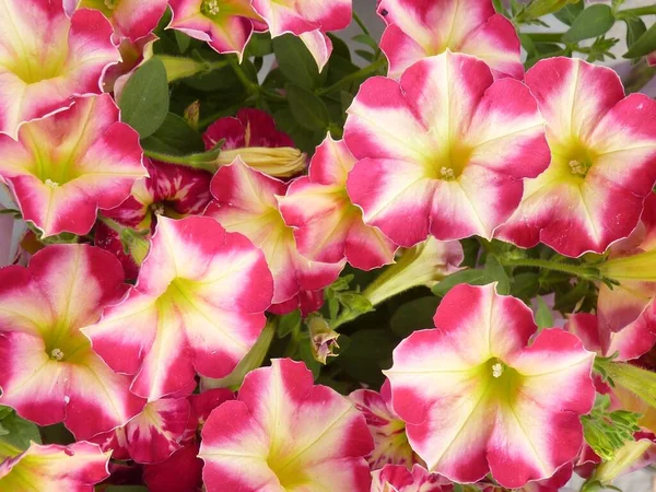 Tiro Close Belas Flores Petúnias Jardim Durante Dia — Fotografia de Stock