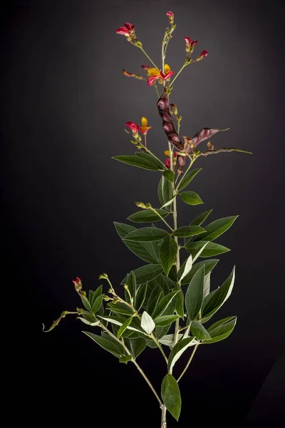 Pigeon pea plant. Low key studio still life of greenery herb contrasted against a dark background.