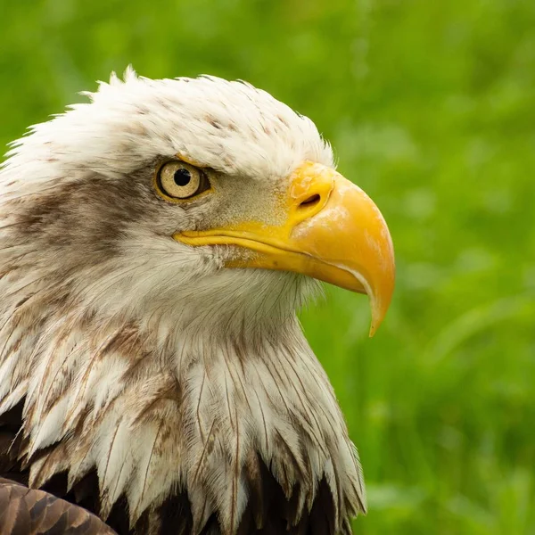 Primer Plano Águila Calva Bosque — Foto de Stock