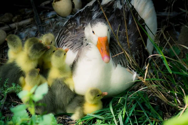 Vysoký Úhel Záběru Husy Svými Mláďaty Zeleni — Stock fotografie