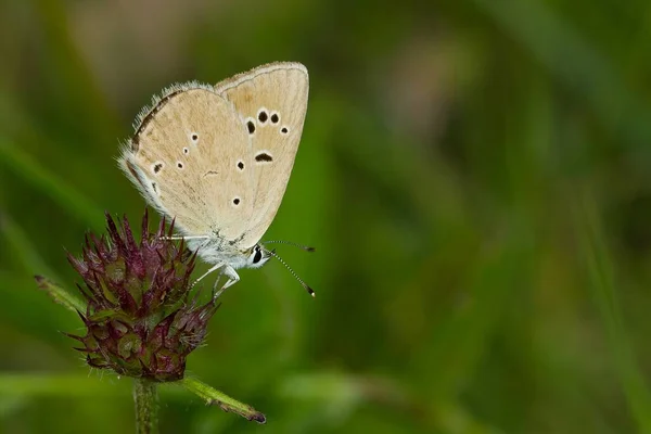 Foco Suave Uma Bela Borboleta Uma Flor Roxa Prado — Fotografia de Stock