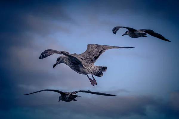 Een Kudde Witte Grijze Meeuwen Die Onder Een Prachtige Bewolkte — Stockfoto