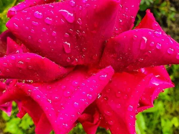 Makro Strzał Pięknej Różowej Róży Pokrytej Krystalicznie Czystymi Kroplami Deszczu — Zdjęcie stockowe