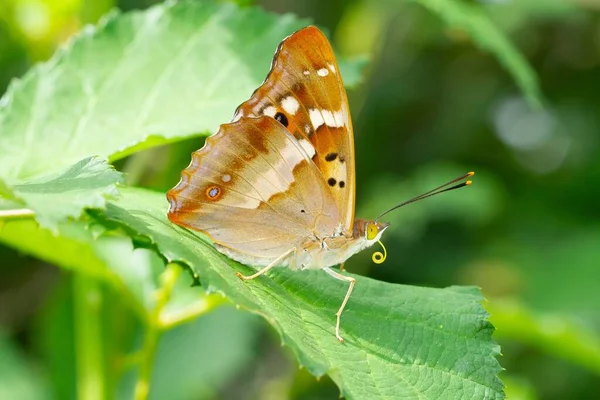 Miękkie Ognisko Pięknego Brązowego Motyla Liściu Łące — Zdjęcie stockowe