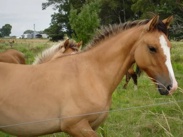 Tiro Close Cavalo Marrom Nos Campos — Fotografia de Stock