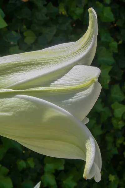 Tiro Close Uma Flor Lírio Branco Sob Luz Solar — Fotografia de Stock