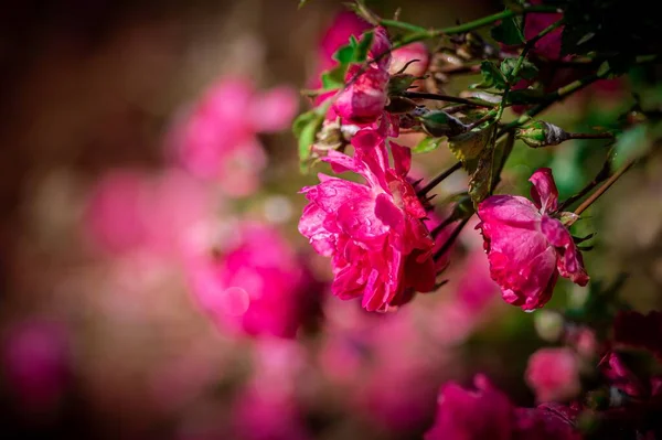Primer Plano Rosas Rosadas Jardín —  Fotos de Stock