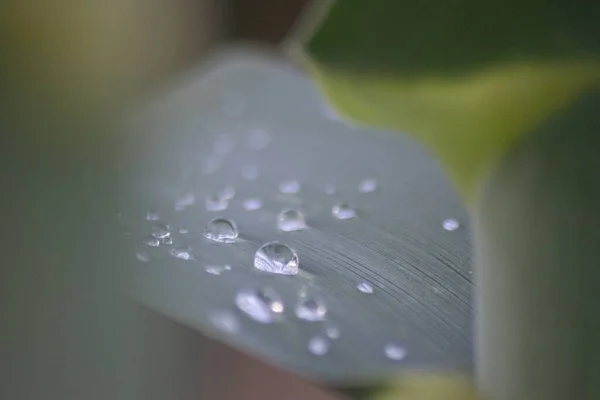 一种带有水滴的绿叶宏观选择性聚焦拍摄 — 图库照片