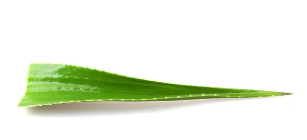 白い背景に孤立したアロエベラ植物 アロエベラはアロエ属の多肉植物種です 医療用に栽培されている — ストック写真