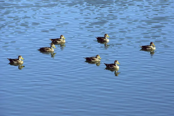 Eine Hochwinkelaufnahme Einer Entengruppe Die Blauen See Schwimmt — Stockfoto